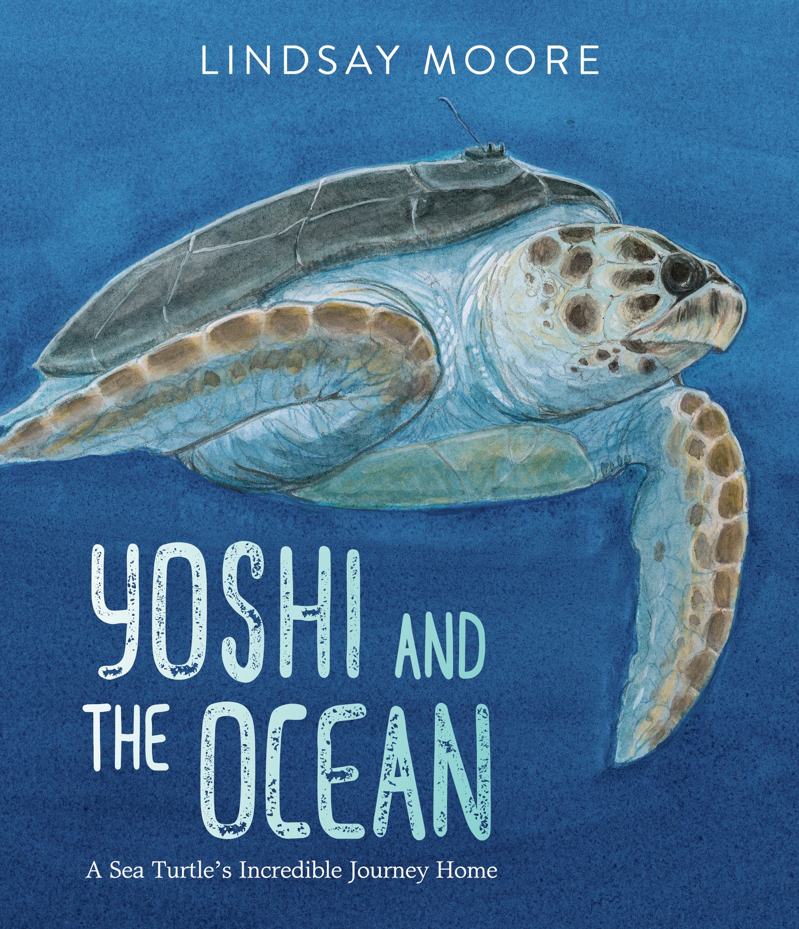 Book cover for Yoshi And The Ocean : A Sea Turtle's Incredible Journey Home